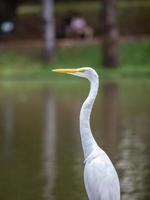 Great Egret Animal photo