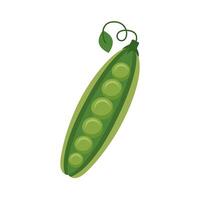 beans seeds vegetables vector