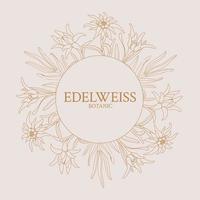 Edelweiss. Frame with edelweiss flowers on a pink background vector