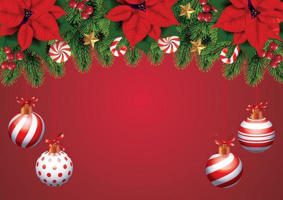 Christmas composition on a red background. Fir tree branches of with beautiful poinsettia, bows, balls on red background. Christmas,