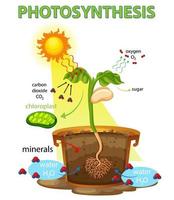 Diagram showing process of photosynthesis in plant vector