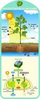 Diagram showing process of photosynthesis in plant vector