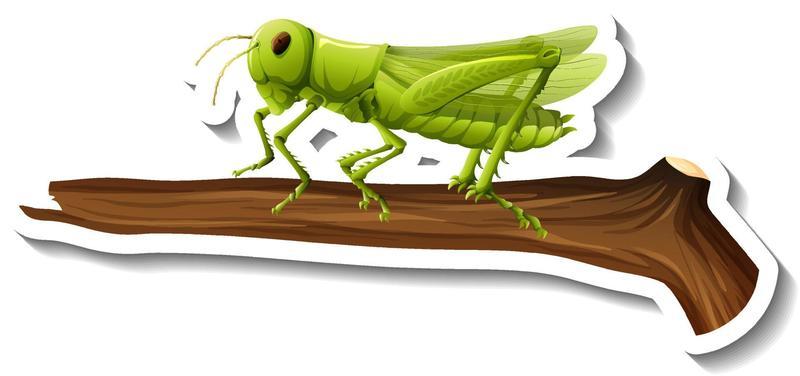 A sticker template with a grasshopper on branch isolated