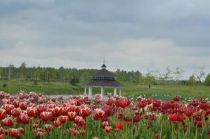 Landscaping in the tulip arboretum photo