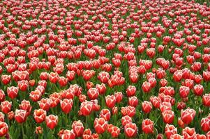 Texture of a field of multi-colored bloomed tulips photo