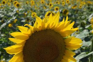 primer plano de la planta de girasol rosa en el campo foto