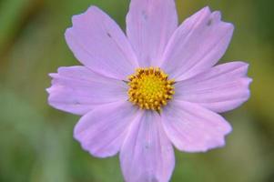 Autumn colorful flowers as background close-up photo