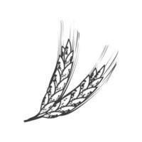 wheat branches food vector