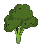 Isolated broccoli vegetable vector