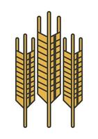 wheat spikes golden vector