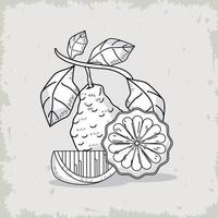 bergamot fruits icons vector