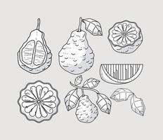 six bergamot icons vector