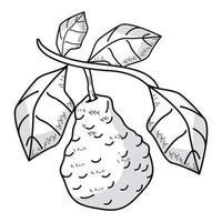 lime in branch sketch vector