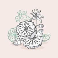 bergamot sketch icons vector