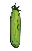 Isolated cucumber vegetable vector