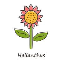 Helianthus color icon. Sunflower head with name inscription. Field blooming flower. Agriculture symbol. Wild plant inflorescence. Summer blossom. Isolated vector illustration