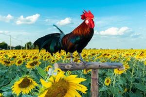 A cock in sun flower field with blue sky. photo