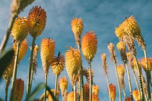 Vintage nature view of flower on blurred greenery background in garden with copy space. photo