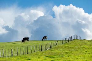 tierras de cultivo verdes con vacas en blanco y negro de pie a lo largo de la cresta de una colina, con un cielo azul y nubes blancas mullidas detrás. foto