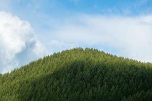 Beautiful pine trees on background at the top of  mountains. photo