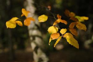 Vintage nature view of yellow leaves on blurred greenery background in garden with copy space. photo