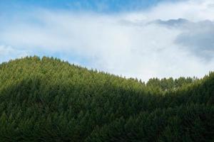 hermosos pinos en el fondo en la cima de las montañas. foto