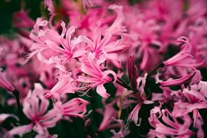 Vintage nature view of flower on blurred greenery background in garden with copy space. photo