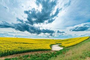 Yellow crop of canola oil tree grown as a healthy cooking oil or conversion to biodiesel as an alternative to fossil fuels. photo