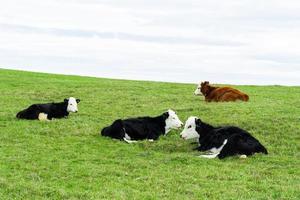 Group of calf laying in green field with fresh spring grass on green blurred background. photo