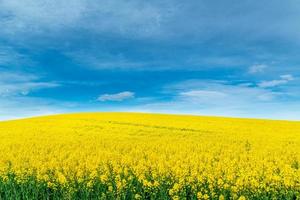 Yellow crop of canola oil tree grown as a healthy cooking oil or conversion to biodiesel as an alternative to fossil fuels. photo