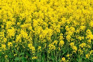 Yellow crop of canola oil tree grown as a healthy cooking oil or conversion to biodiesel as an alternative to fossil fuels. photo