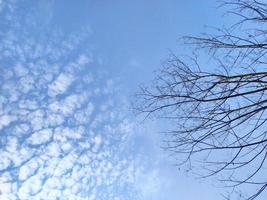 Dead tree stalks due to global warming against a cloudy blue sky photo