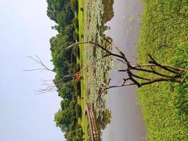 Tallos de árboles muertos debido al calentamiento global en las afueras del lago lotus foto