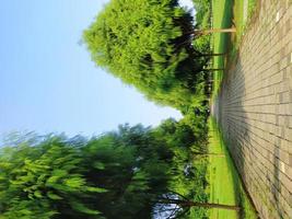 pine trees in a natural forest with a beautiful view photo