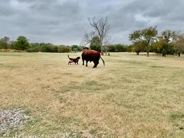 Perro de pastoreo con toro angus en una pastura con espacio de copia