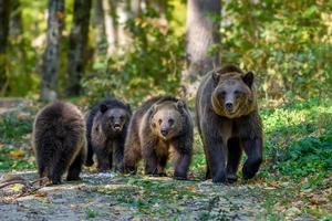 Three wild brown bear cubs with mother in the autumn forest. Animal in natural habitat photo