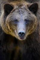 Portrait wild Brown Bear in the autumn forest. Animal in natural habitat. Wildlife scene photo