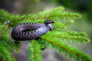 Closeup snake poisonous viper in summer on branch the of tree photo