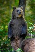 Baby cub wild Brown Bear stand on tree in the autumn forest. Animal in natural habitat