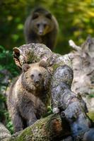Baby cub wild Brown Bear in the autumn forest. Animal in natural habitat