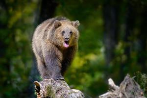 Baby cub wild Brown Bear on tree in the autumn forest. Animal in natural habitat photo