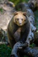 Baby cub wild Brown Bear on tree in the autumn forest. Animal in natural habitat photo