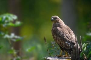 Common buzzard sitting on hemp. Danger animal in nature habitat photo