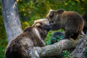 cachorro de bebé oso pardo salvaje en el bosque de otoño. animal en hábitat natural