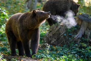 Wild Brown Bear in the autumn forest. Animal in natural habitat photo