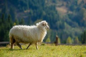 Mountain sheep grazing on pasture in autumn photo