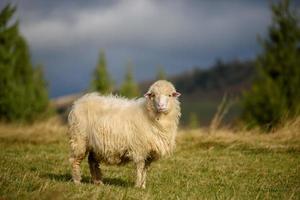 Mountain sheep grazing on pasture in autumn photo