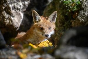 zorro rojo, vulpes vulpes en el bosque. Cerrar pequeños depredadores salvajes en el entorno natural. foto