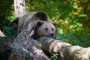 Wild Brown Bear sleep in the autumn forest. Animal in natural habitat photo