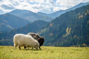 Mountain sheep grazing on pasture in autumn photo